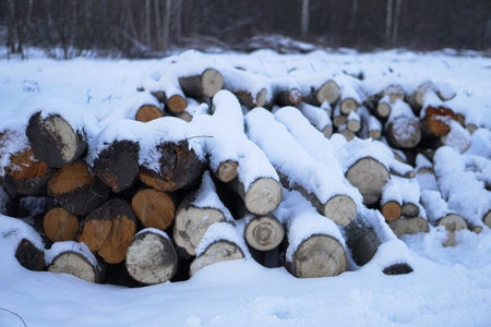 Winter landscape with harvesting firewood in the forest. Forest sawmill and logs covered with snow....