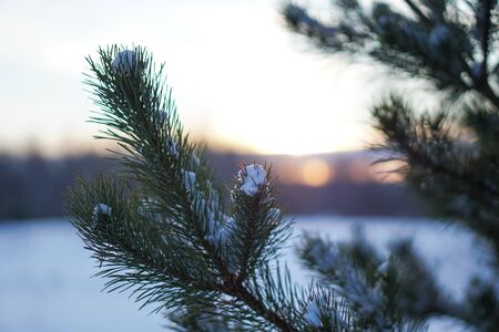 Beautiful winter background with pine in a snowy forest. Beautiful Christmas trees in a snowdrift and snowflakes. Stock photo for the new yearの写真素材