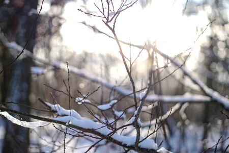 Beautiful tree branches in the snow. Winter composition in nature in snowdrifts. Christmas and New Year background.の写真素材