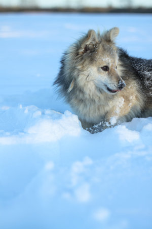 Beautiful pretty pet in a park in a forest in winter after a snowfall. Snowy landscape with a small...