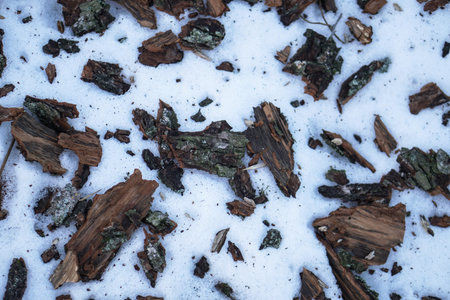 Sawdust in the snow in the forest. Winter sawmill waste