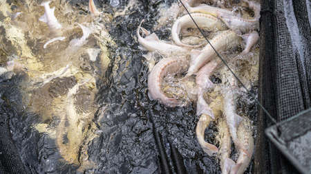 White sturgeon fell into the net of fishermen. Fishing and caught fish. Food withdrawals on an industrial scale.の写真素材