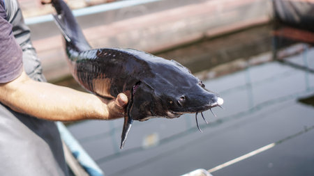 Beautiful big gray fish in the hands of a fisherman of a factory worker. Production and cultivation...