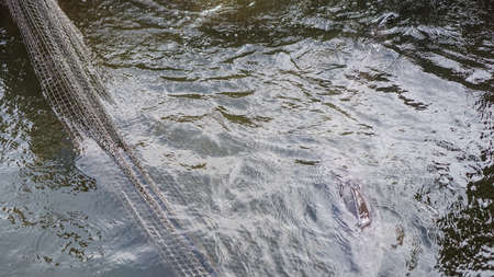 Sturgeon was caught in a network of fishermen. Fishing and caught fish. Food withdrawals on an industrial scale. Stock background for design.の写真素材