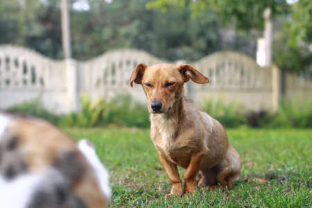 Beautiful red dachshund on nature plays on the green grass. A pet in the yard is looking for prey. The dog hunts for animals. Stock backgroundの写真素材