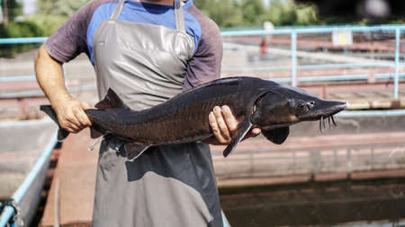 Beautiful big gray fish in the hands of a fisherman of a factory worker. Production and cultivation of sturgeons and beluga on the farm. Fishing themeの写真素材