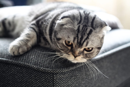 Beautiful pet is playfully looking. Scottish fold cat plays in the afternoon. Stock photo background