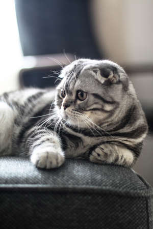 Beautiful pet is playfully looking. Scottish fold cat plays in the afternoon. Stock photo backgroundの写真素材