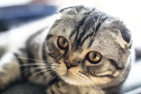 Beautiful pet is playfully looking. Scottish fold cat plays in the afternoon. Stock photo backgroundの写真素材
