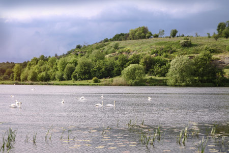 Landscape with a beautiful river and swans on a background of hills. Lake in the ecological zone in europe. Stock image for design.の写真素材