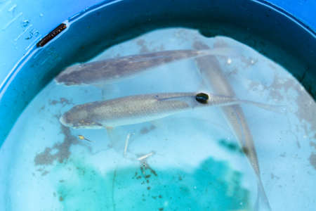 Fish in a bucket in the water caught fishing. Small crucian carp and rudd. Stock backgroundの写真素材
