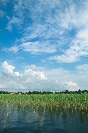 Beautiful mirror lake with green reeds. A little rain drizzles and falls into the water. Stock landscape for design.の写真素材