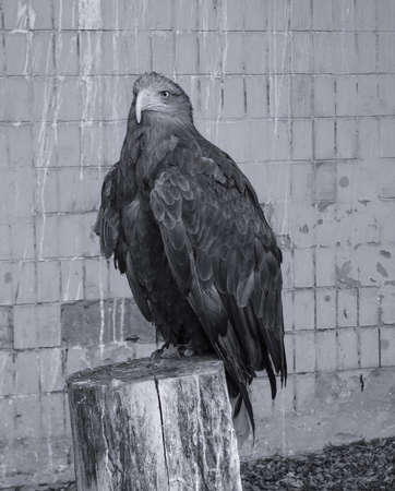 beautiful proud eagle sits on a stump in search of prey. A bird in the city is looking at the camera. Stock photo background.の写真素材