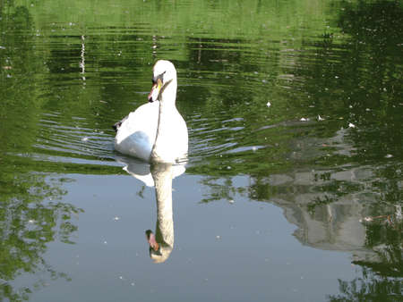 Beautiful white swan on the lake. A large bird swims on the river. Stock photo for design.の写真素材