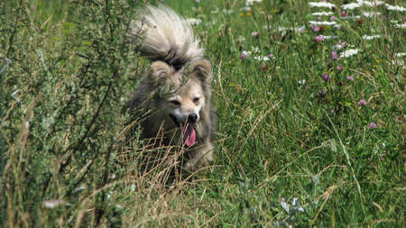 Cute pet on the nature near the house. Homeless poor dog playing on the street and looking at the camera. Stock photo for designの写真素材