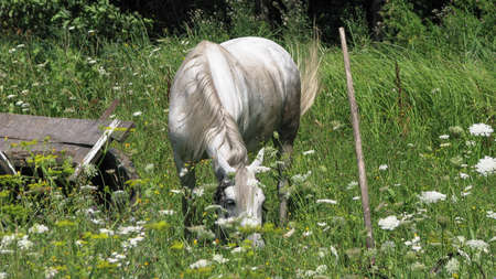 Beautiful racehorse on a pasture in the village. Horse in nature near the forest. Stock background for designの写真素材