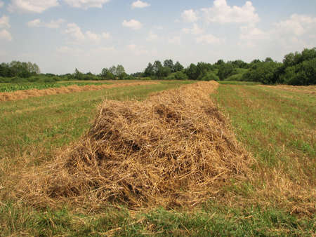 Mowed hay on the field on a sunny day. Harvesting food for animals for the winter. Stock photo background.の写真素材
