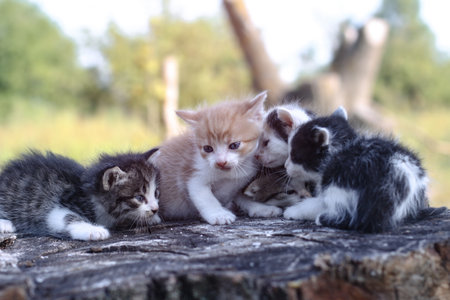 Newborn cats play in nature. A kitten at a young age for the first time in nature without a mother. Beautiful stock background for design.の写真素材