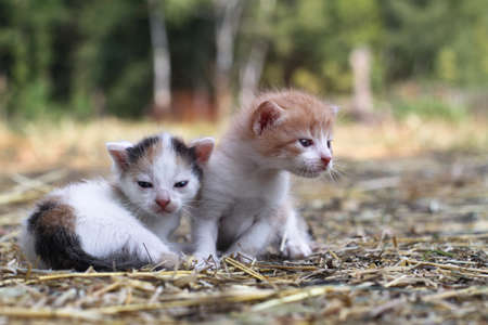 Newborn cats play in nature. A kitten at a young age for the first time in nature without a mother. Beautiful stock background for design.の写真素材