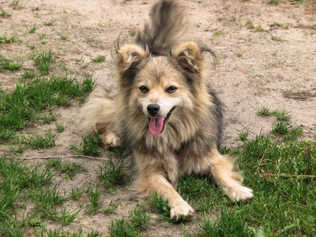 Cute pet on the nature near the house. Homeless poor dog playing on the street and looking at the...