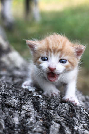 Newborn cats play in nature. A kitten at a young age for the first time in nature without a mother. Beautiful stock background for design.の写真素材
