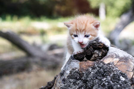 Newborn cats play in nature. A kitten at a young age for the first time in nature without a mother. Beautiful stock background for design.の写真素材
