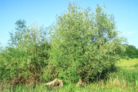 Summer landscape with trees and grass. Beautiful background for your design. Stock image for design.の写真素材