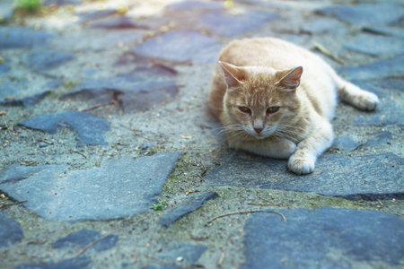 Beautiful pet is playfully looking. Scottish fold cat plays in the afternoon. Stock photo background