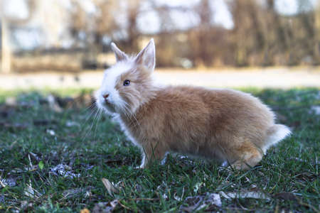Beautiful decorative domestic rabbit on a meadow eats. A pet in the wild in the open air. Stock background for designの写真素材