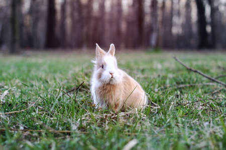 Beautiful decorative domestic rabbit on a meadow eats. A pet in the wild in the open air. Stock background for designの写真素材