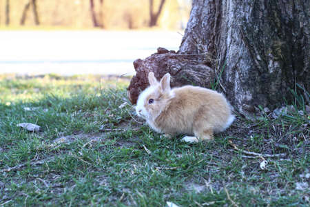 Beautiful decorative domestic rabbit on a meadow eats. A pet in the wild in the open air. Stock background for designの写真素材