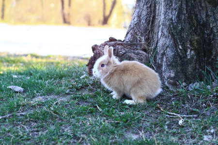 Beautiful decorative domestic rabbit on a meadow eats. A pet in the wild in the open air. Stock background for designの写真素材