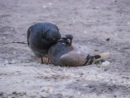 Beautiful dark pair of pigeons mating game. Birds play on the ground. Stock romantic background.の写真素材