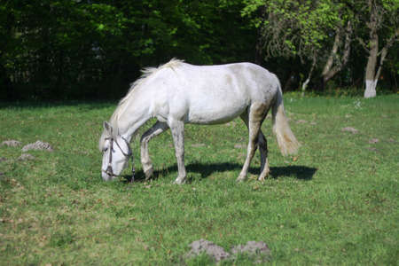 Beautiful racehorse on a pasture in the village. Horse in nature near the forest. Stock background for designの写真素材