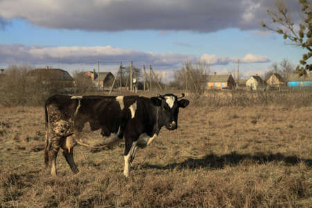 Cow grazes in a pasture in nature. Meadow with farm cattle. India is a sacred animal among Buddhists. Stock background for designの写真素材
