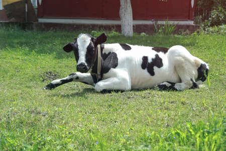 Cow grazes in a pasture in nature. Meadow with farm cattle. India is a sacred animal among Buddhists. Stock background for designの写真素材