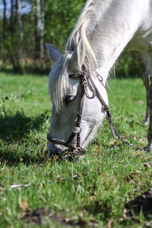 Beautiful racehorse on a pasture in the village. Horse in nature near the forest. Stock background for designの写真素材