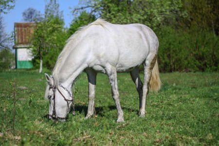 Beautiful racehorse on a pasture in the village. Horse in nature near the forest. Stock background for designの写真素材