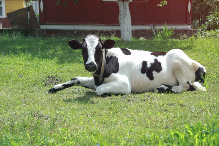 Cow grazes in a pasture in nature. Meadow with farm cattle. India is a sacred animal among...