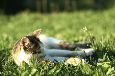 Beautiful pet is playfully looking. Scottish fold cat plays in the afternoon. Stock photo backgroundの写真素材
