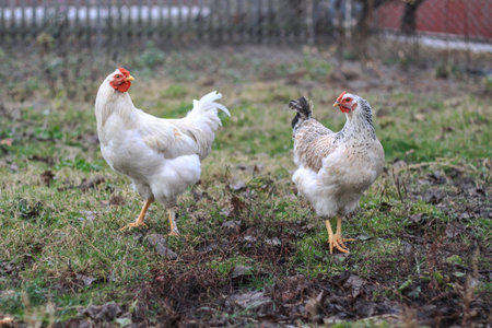 Rooster and hens in the village on the nature. Chickens and birds at the poultry farm. Stock photo...