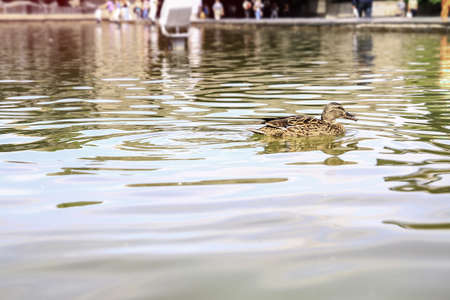 Small family of ducks with their mother spend time growing up. Birds swim on the lake in the park. Stock photo for designの写真素材