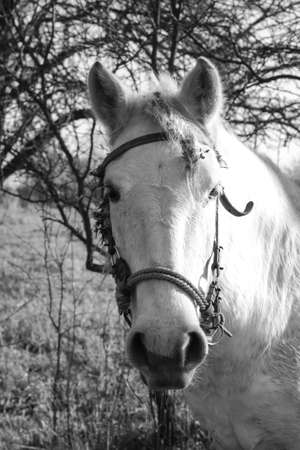 Beautiful racehorse on a pasture in the village. Horse in nature near the forest. Stock background for designの写真素材