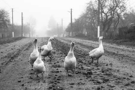 Geese in the park on the background of the lake and the road. Farm animals or ranch. Stock image about backgroundの写真素材