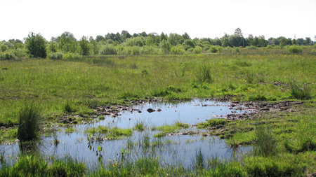 Off-road outside the village. impassable swamp on the way to the city. Earth texture in water for design.の写真素材