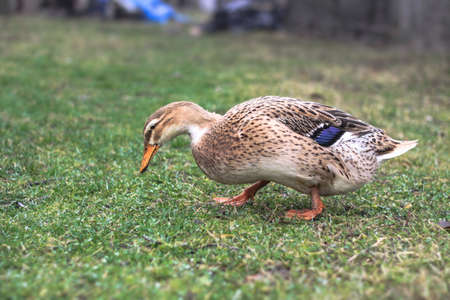 Domestic duck in a farm land. Park decoration bird in a public place. Stock photo for designの写真素材