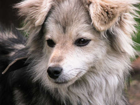 Cute pet on the nature near the house. Homeless poor dog playing on the street and looking at the camera. Stock photo for designの写真素材