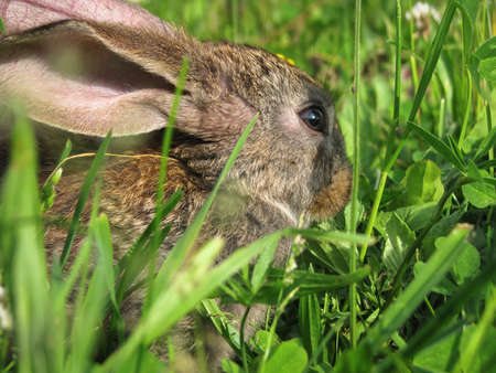 Beautiful decorative domestic rabbit on a meadow eats. A pet in the wild in the open air. Stock background for designの写真素材