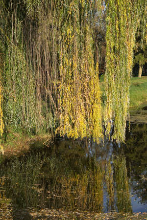 Autumn yellow foliage in a beautiful park. Leaves fall to the ground for the winter. Stock photo backgroundの写真素材