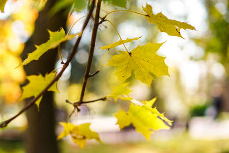 Autumn yellow foliage in a beautiful park. Leaves fall to the ground for the winter. Stock photo backgroundの写真素材
